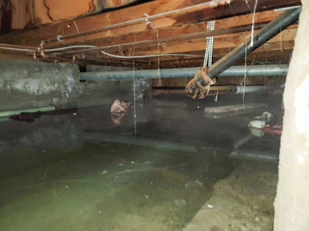 Best Water damage cleanup near me  in Maitland, FL