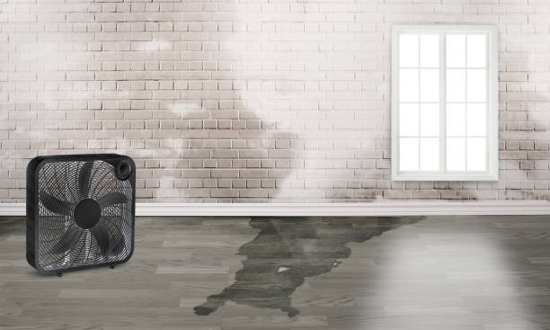 Best Basement water damage restoration  in Maitland, FL