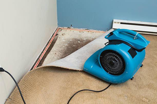 Best Carpet water damage restoration  in Maitland, FL